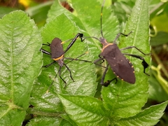 Leptoglossus gonagra