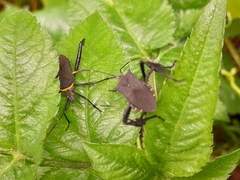 Leptoglossus gonagra