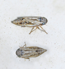 Euscelis lineolatus