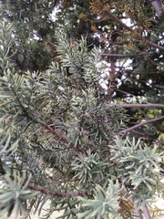 Saxegothaea conspicua