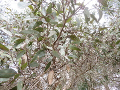 Eucalyptus cosmophylla