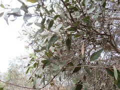 Eucalyptus cosmophylla