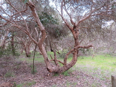 Eucalyptus cosmophylla