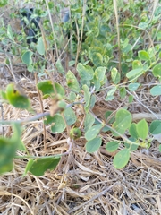 Capparis zoharyi