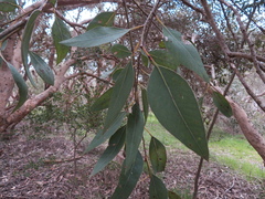 Eucalyptus cosmophylla