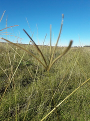 Eleusininae