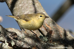 Phylloscopus ibericus