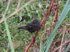 Turdus merula merula