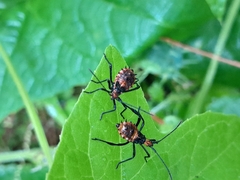 Leptoglossus gonagra