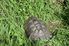Testudo marginata