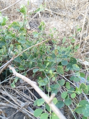 Capparis zoharyi