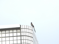 Dendrocitta formosae