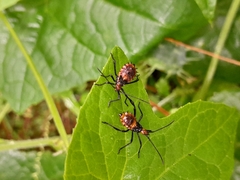 Leptoglossus gonagra