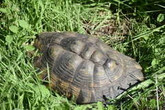Testudo marginata