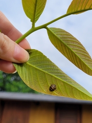 Epilachna paenulata