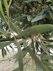 Acacia melanoxylon