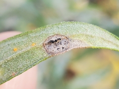 Asteromyia carbonifera