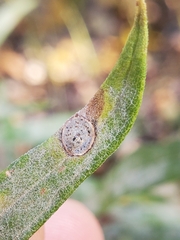 Asteromyia carbonifera