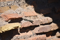 Podarcis muralis nigriventris
