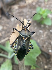 Pachylis argentinus