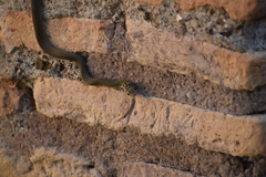 Hierophis viridiflavus