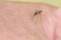 Aedes trivittatus