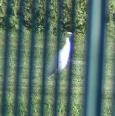 Bubulcus ibis