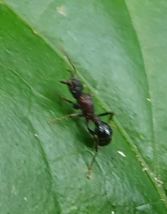 Stictoponera bicolor