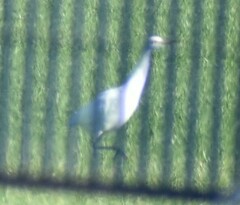 Bubulcus ibis