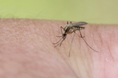 Aedes trivittatus