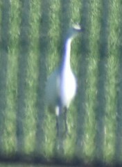 Bubulcus ibis
