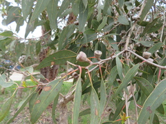 Eucalyptus cosmophylla