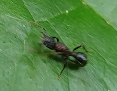 Stictoponera bicolor