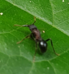 Stictoponera bicolor