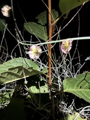 Rumex induratus