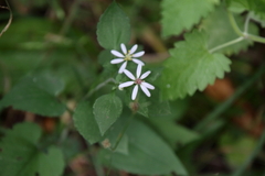 Symphyotrichum drummondii