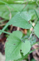 Symphyotrichum drummondii
