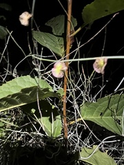 Rumex induratus