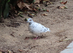 Columba livia domestica