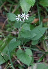 Symphyotrichum drummondii
