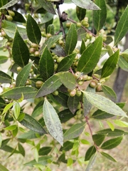 Maytenus boaria