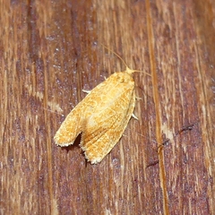 Argyrotaenia