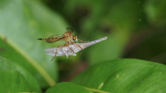 Clephydroneura