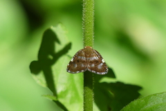 Ricanula
