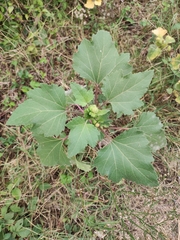 Xanthium strumarium