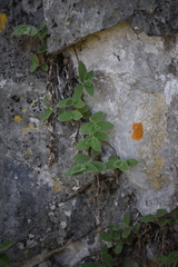 Tradescantia sillamontana