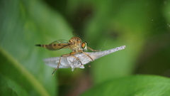 Clephydroneura
