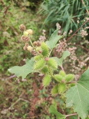 Xanthium strumarium