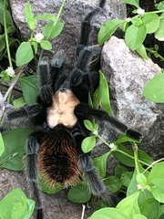Brachypelma albiceps