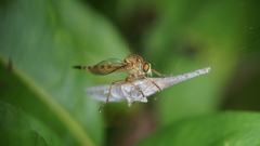 Clephydroneura